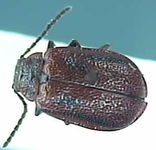 Lochmaea crataegi